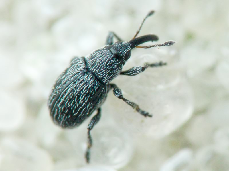Squamapion atomarium (W. Kirby, 1808)